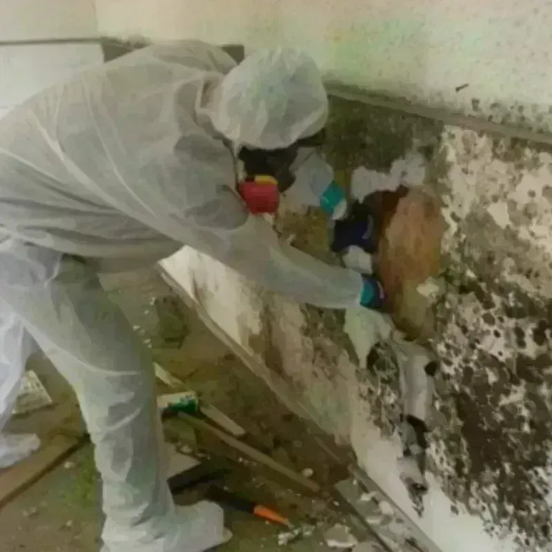 Mold Remediation and Removal in Wichita Falls, TX